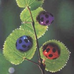 colored ladybugs